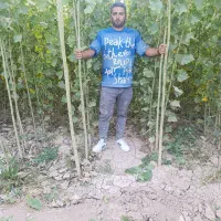 نهالستان نگین تاج فرخی