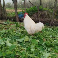 خروس کوشین سفید پاک