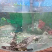 ماهی گوشتخوار ولجنخوار وتمام وسایل