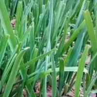 پخش سبزی خوردنی از باغ برای مقازها پذیرفته میشود|خدمات پذیرایی، مراسم|بندر ماهشهر, |دیوار