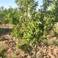 فروش-باغ-رباطمراد
