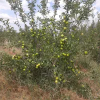 اجاره دادن باغ دارای ۷۰۰ درخت روستای مشگین شهر|اجارهٔ کوتاه‌مدت ویلا و باغ|مشگین شهر, |دیوار