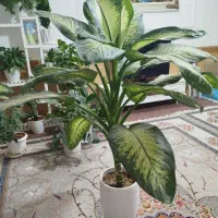 گل دیفن باخیا|گل و گیاه طبیعی|نیشابور, شهید بهشتی|دیوار