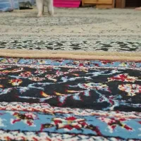 واگذاری گربه|گربه|رامسر, |دیوار