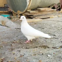 ماده سفید و طوقی