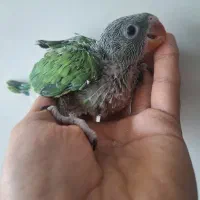 جوجه ملنگو شاه تخم و جوجه گرینچیک