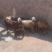 میش و بره درجه یک