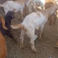 بزغاله برای جمع وتخمی