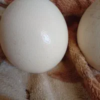 تخم شترمرغ اصلی