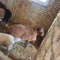 بره افشاری وزن همه رقم از ۴۵ تا ۵۰ موجود