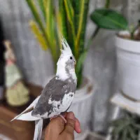 فروش تعدادی عروس هلندی البینو