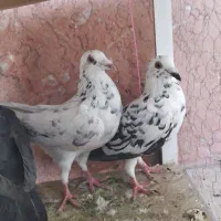 سه تا جوجی نر|پرنده|شیراز, محراب|دیوار