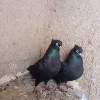 کبوتر زاغ صرب درشت چهل سانتی