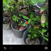 پنجاه عدد گل مرجان