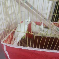 طوطی آلبینو