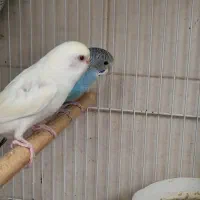 مرغ عشق|پرنده|بیرجند, |دیوار