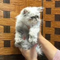 یک دنیا عشق در یک توپپشم کوچک|گربه|سنندج, |دیوار