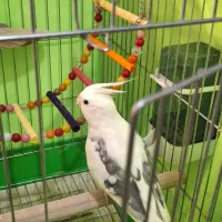 عروس هلندی سالم وسرحال