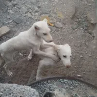 سگ نر نژاد افغان