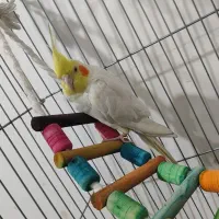 عروس هلندی لوتینو نرباقفس|پرنده|شریفآباد, |دیوار