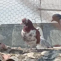 معاوضه کفتر باعروس هلندی