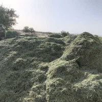 یونجه درجه یک خرمنکوب شده مخصوص دادمداری ها