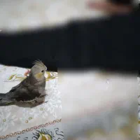 عروس هلندی