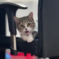 واگذاری گربه رایگان