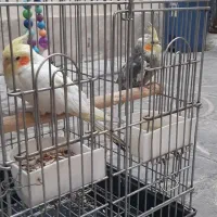 عروس هلندی ۲تا ماده|پرنده|ری, عباس‌آباد|دیوار