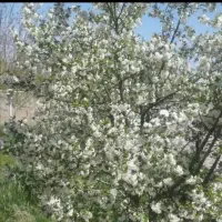 سلام وام مهرم هس