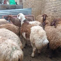 بره قوچ پلنگی پوست گاوی پسر شیرزاد خان بزرگ لرستان