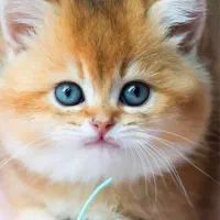 گربه اسکاتیش و بریتیش گلد ny11&ny12