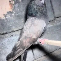 کبوتر