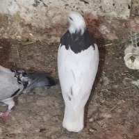 طوقی ماده|پرنده|بهبهان, |دیوار