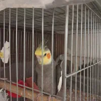 پرنده نر مست