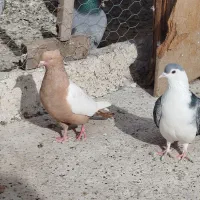 کبوتر پرشی|لوازم جانبی حیوانات|مشهد, کارگران|دیوار
