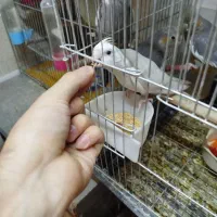 عروس هلندی البینو لوتینو سیامون دستی|پرنده|قم, قلعه کامکار|دیوار