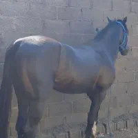 اسب|اسب و تجهیزات اسب‌سواری|جم, |دیوار