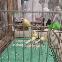 ۳ عدد قناری