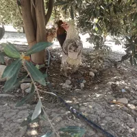 تعدادی مرغ دیلگونی(۹)
