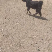 کهره نر