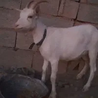 بزغاله سانن ۱ساله تازه تکه خوره فروشی