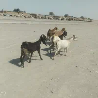 بز پاکستانی