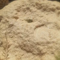 فروش کاه گندم با تناژ بالا