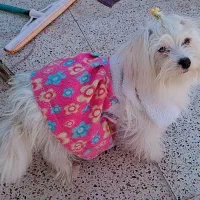 سگ پا کوتاه