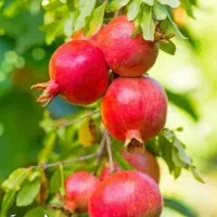 پیش فروش نهال انار خزربردکسن لیبل دار