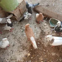 کبوترها برای فروش هستند