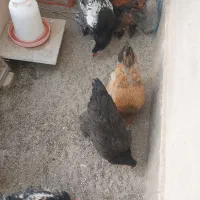 مرغ وخروس برهما