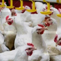 فروش مرغ زنده به قیمت مرغداری