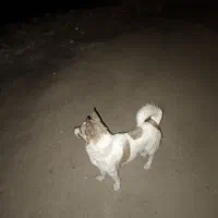 سگ پاپی پا کوتاه جک راسل